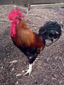 Cockerel Photograph