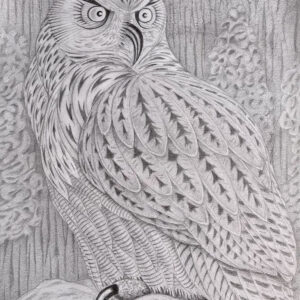 Owl in Pencil